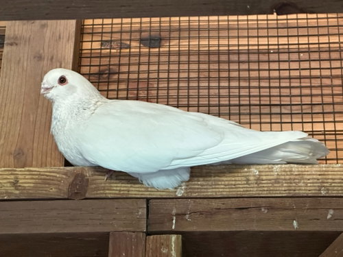 Harlow w/Persephone, a poultry for adoption from Palomacy Pigeon & Dove Adoptions