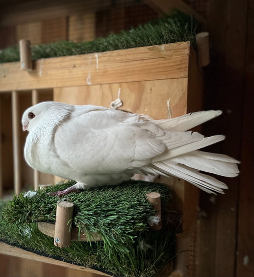Photo 3 of Harlow w/Persephone