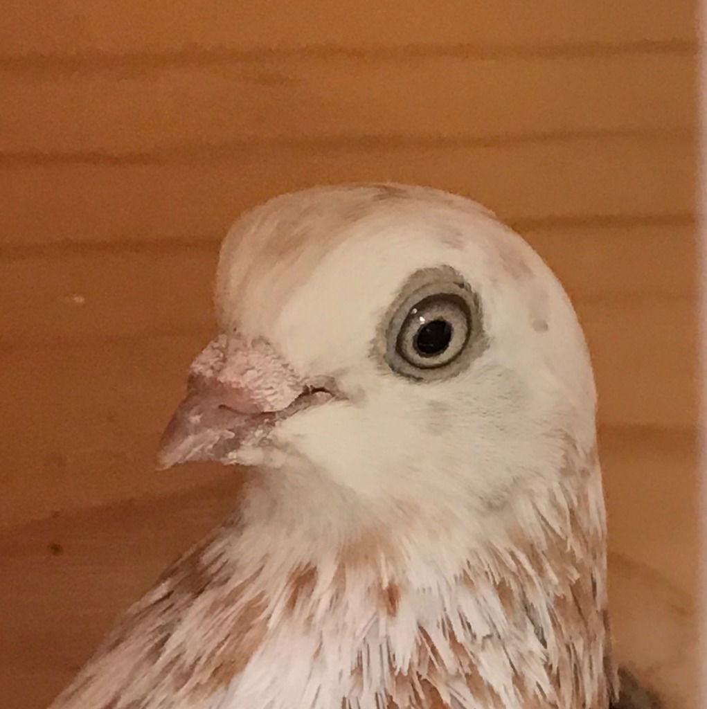 adoptable Bird in San Francisco, CA named Lady Jane