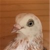 adoptable Bird in  named Lady Jane