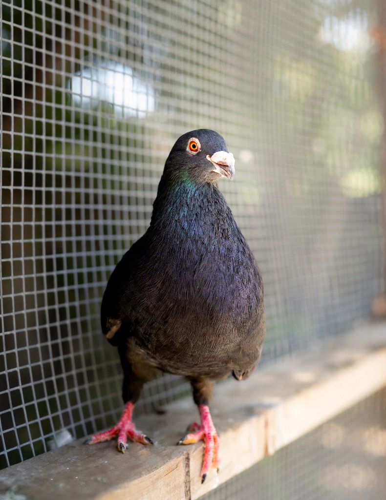 adoptable Bird in San Francisco, CA named Biggie Seed w/ Perky