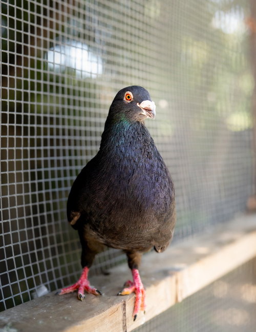 Biggie Seed w/ Perky, a poultry for adoption from Palomacy Pigeon & Dove Adoptions
