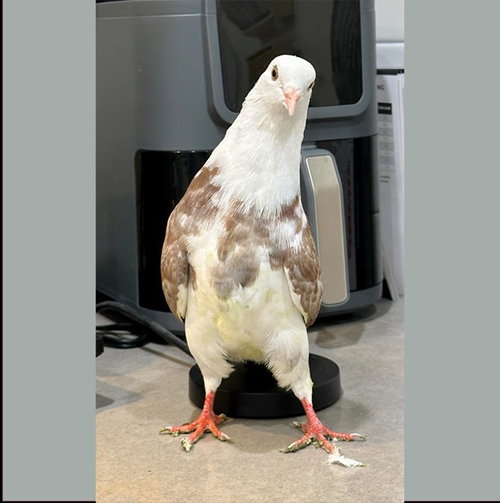 Patter w/Snowball, a poultry for adoption from Palomacy Pigeon & Dove Adoptions