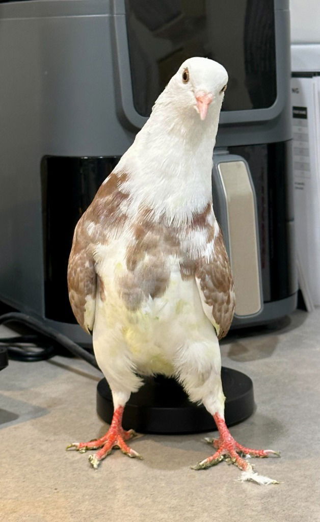 adoptable Bird in San Francisco, CA named Patter