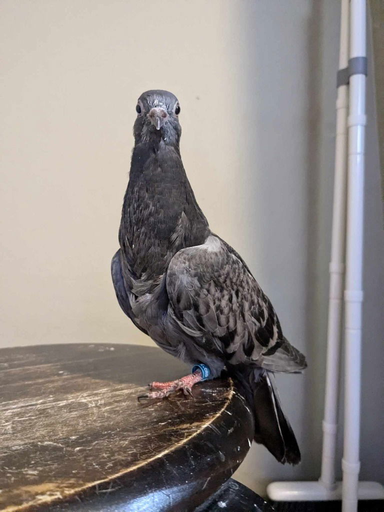 adoptable Bird in San Francisco, CA named Goya