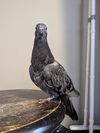 adoptable Bird in San Francisco, CA named Goya