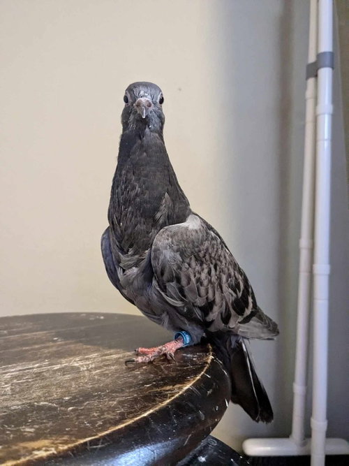 Goya, a poultry for adoption from Palomacy Pigeon & Dove Adoptions