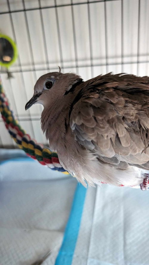Dulcie, a poultry for adoption from Palomacy Pigeon & Dove Adoptions
