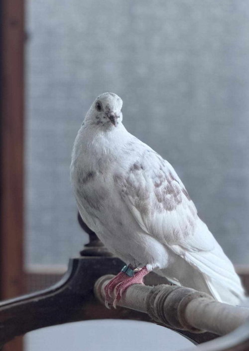 Baby Dash, a poultry for adoption from Palomacy Pigeon & Dove Adoptions