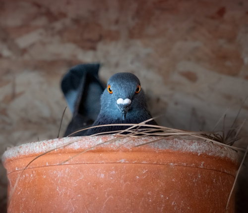 Will w/ Beakers, a poultry for adoption from Palomacy Pigeon & Dove Adoptions