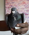 adoptable Bird in San Francisco, CA named Dewey w/ Astro