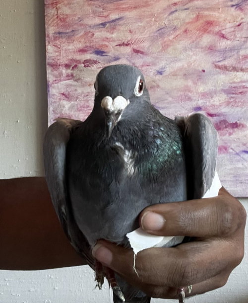 Dewey w/ Astro, a poultry for adoption from Palomacy Pigeon & Dove Adoptions