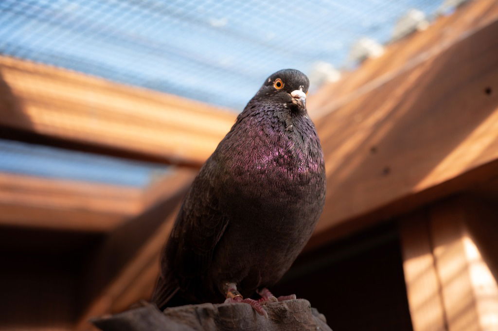 adoptable Bird in San Francisco, CA named Derby