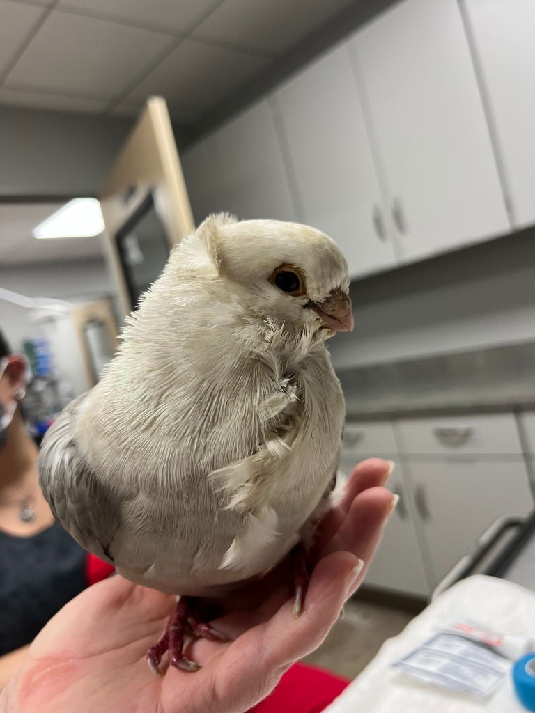 adoptable Bird in San Francisco, CA named Rain