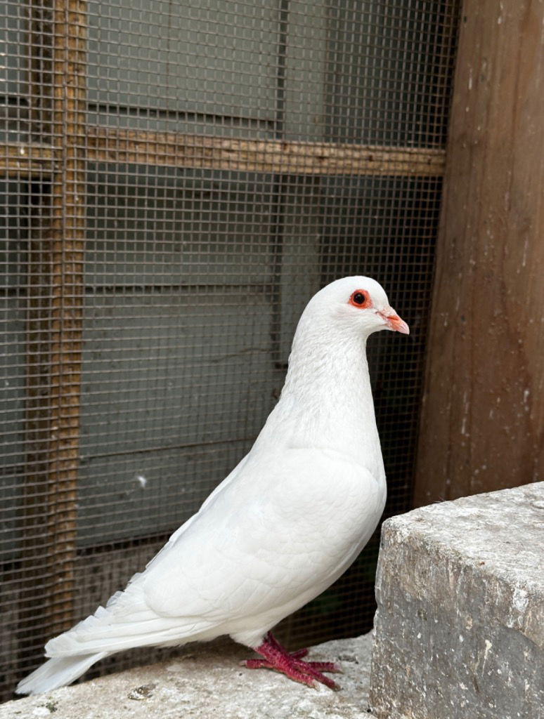 adoptable Bird in San Francisco, CA named Freddie