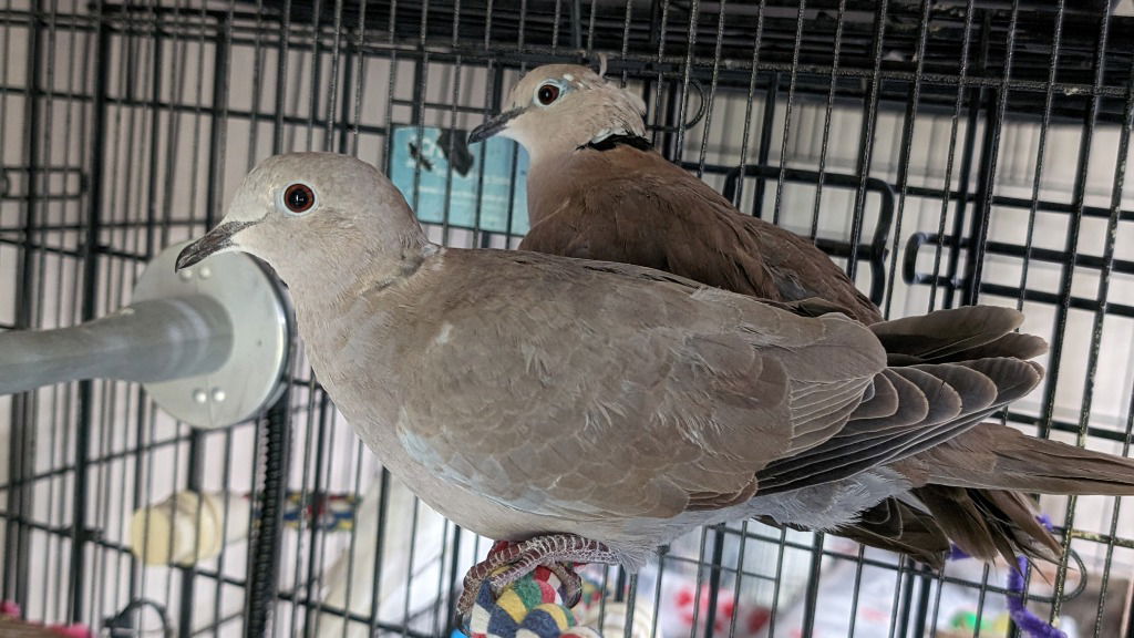 adoptable Bird in San Francisco, CA named Reba