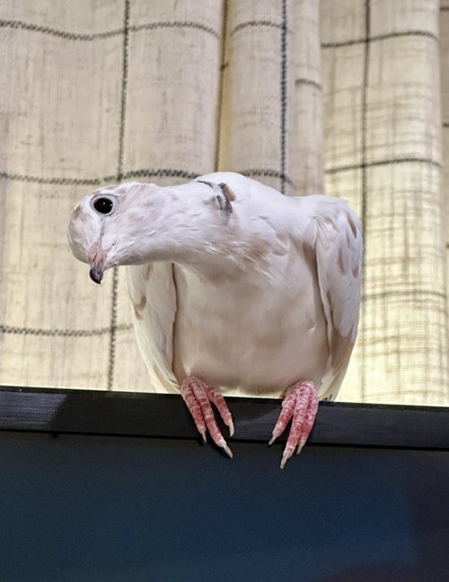 Rocky, a poultry for adoption from Palomacy Pigeon & Dove Adoptions