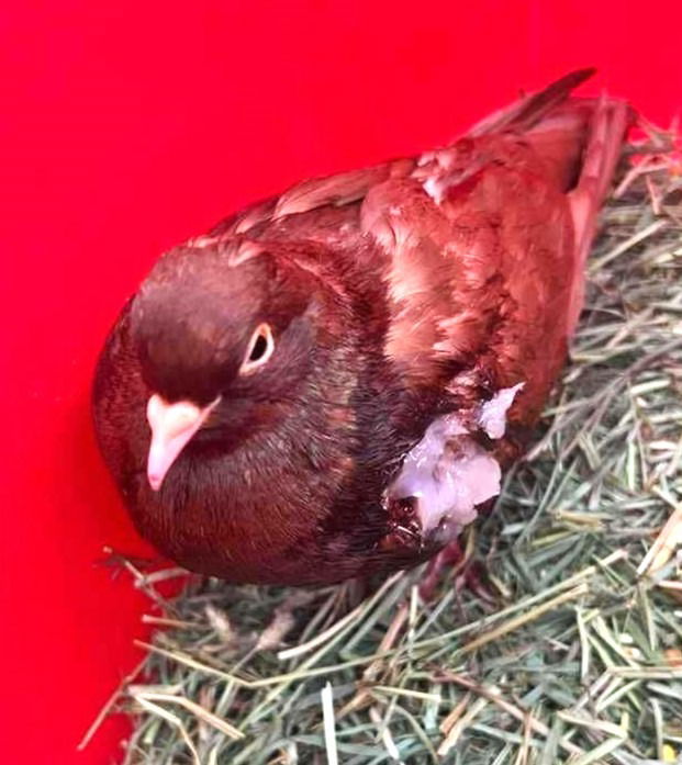 adoptable Bird in San Francisco, CA named Bernie