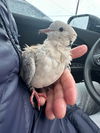 adoptable Bird in  named Teton