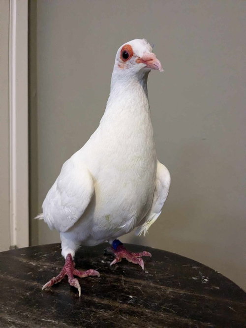 Medusa w/Paul Simon, a poultry for adoption from Palomacy Pigeon & Dove Adoptions