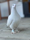 adoptable Bird in San Francisco, CA named Velvet