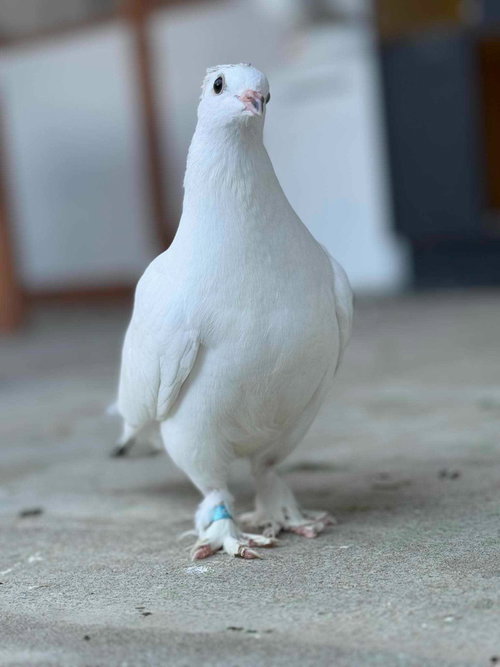 Velvet, a poultry for adoption from Palomacy Pigeon & Dove Adoptions