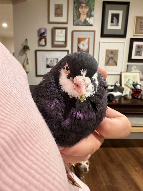 Boba, a poultry for adoption from Palomacy Pigeon & Dove Adoptions