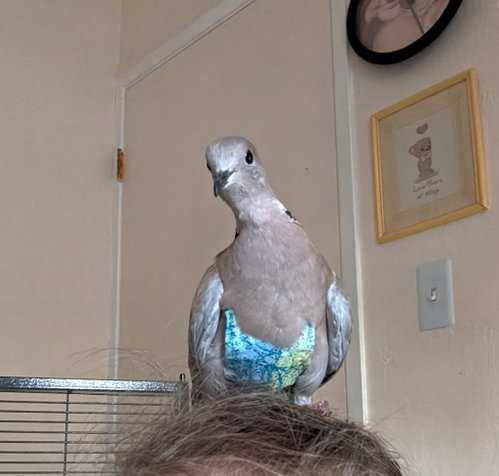 Pocket, a poultry for adoption from Palomacy Pigeon & Dove Adoptions