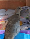 adoptable Bird in San Francisco, CA named Heidi Westwing