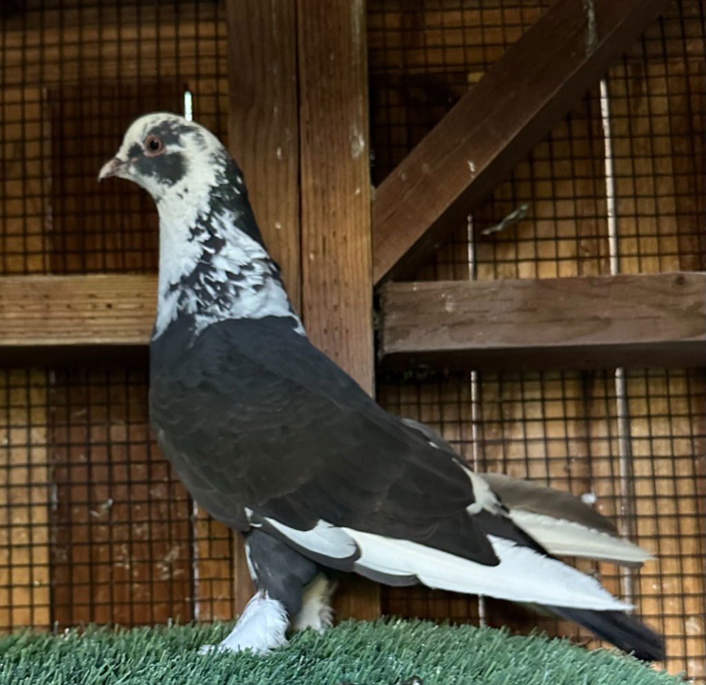 adoptable Bird in San Francisco, CA named Gorgeous George