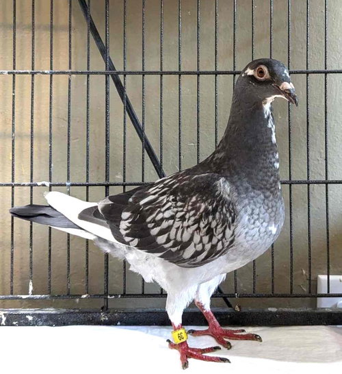 Hydra w/ Timber, a poultry for adoption from Palomacy Pigeon & Dove Adoptions