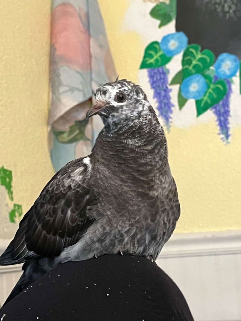 adoptable Bird in San Francisco, CA named Nippi