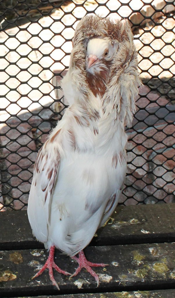 adoptable Bird in San Francisco, CA named Dante