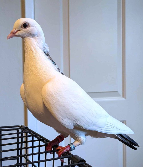 Perky w/ Biggie Seed, a poultry for adoption from Palomacy Pigeon & Dove Adoptions