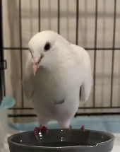 adoptable Bird in San Francisco, CA named Flip