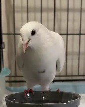 Flip, a poultry for adoption from Palomacy Pigeon & Dove Adoptions