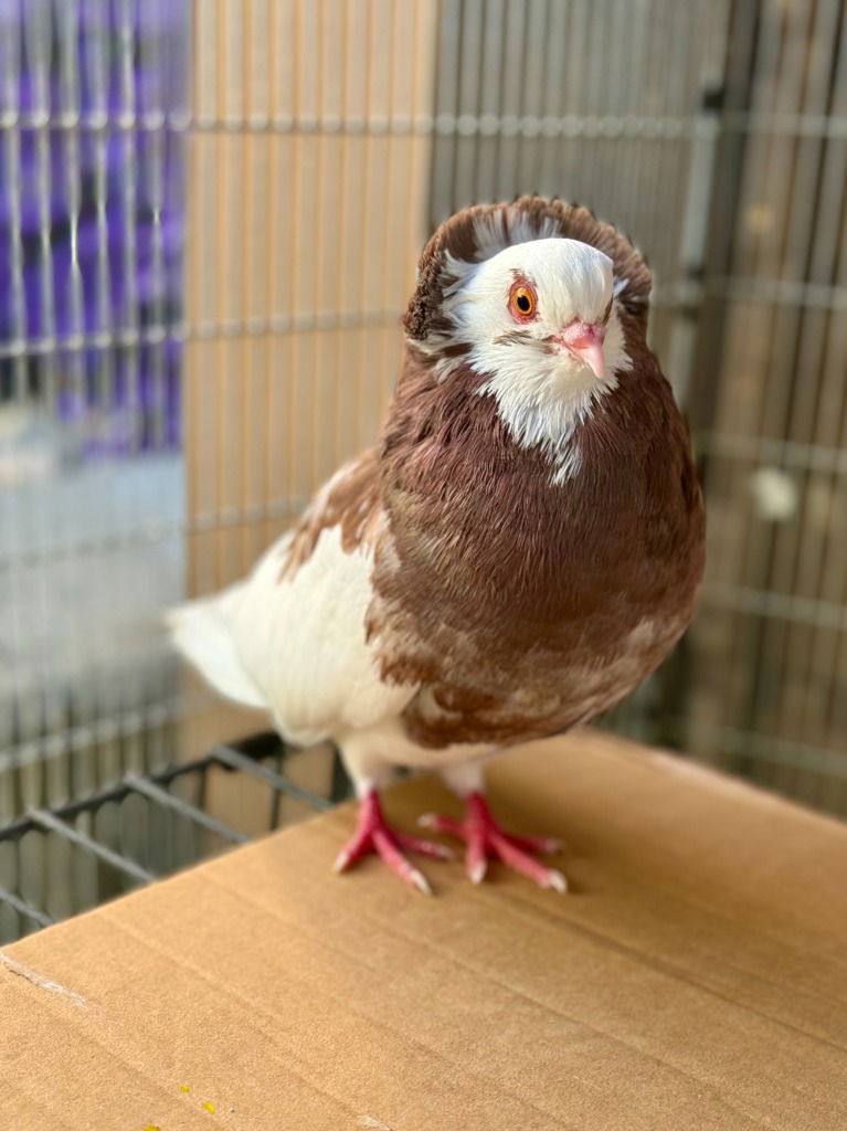 adoptable Bird in San Francisco, CA named Fancy w/ Frank