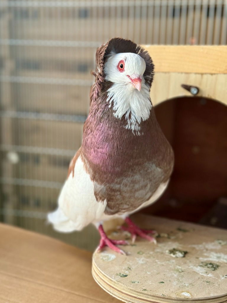 adoptable Bird in San Francisco, CA named Frank w/ Fancy