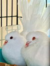 adoptable Bird in  named Snowball w/ Lewis