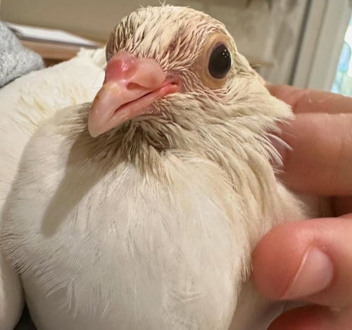 Ducky w/Bella, a poultry for adoption from Palomacy Pigeon & Dove Adoptions