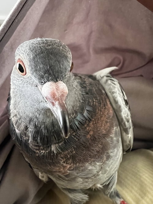 Astro w / Dewey, a poultry for adoption from Palomacy Pigeon & Dove Adoptions