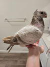 adoptable Bird in  named Griffin