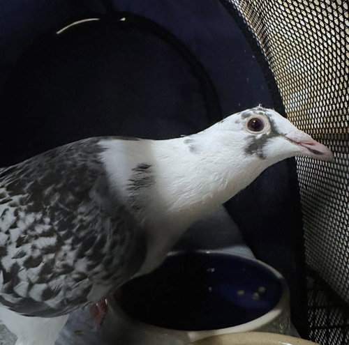 Aura, a poultry for adoption from Palomacy Pigeon & Dove Adoptions
