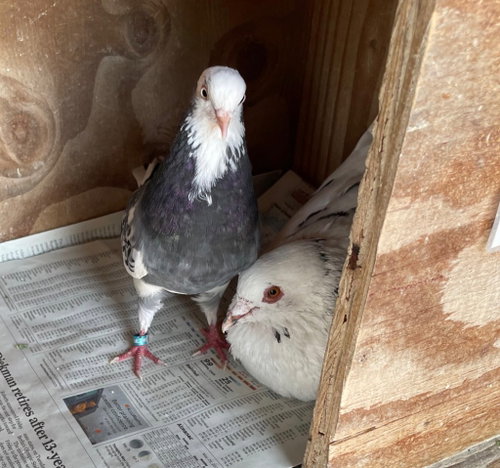 Olivia w/Freedom, a poultry for adoption from Palomacy Pigeon & Dove Adoptions