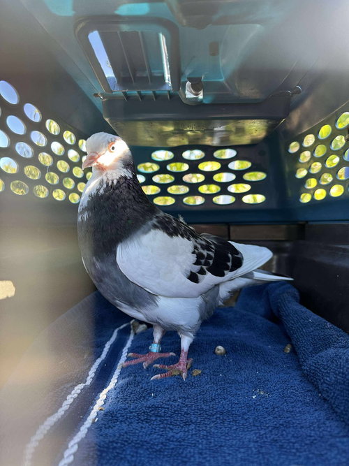 Photo 3 of Olivia w/Freedom