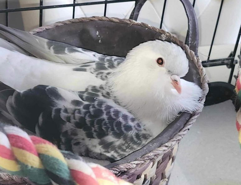 adoptable Bird in San Francisco, CA named Jewel