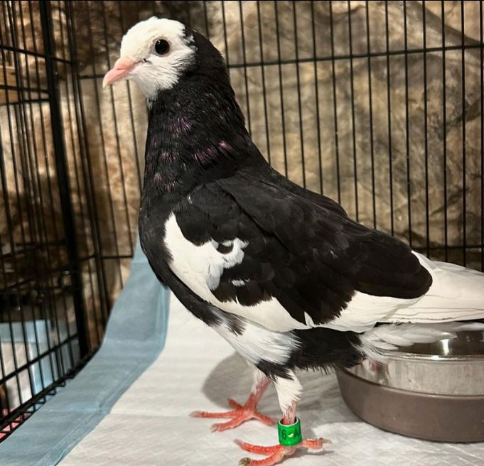 adoptable Bird in San Francisco, CA named Dani