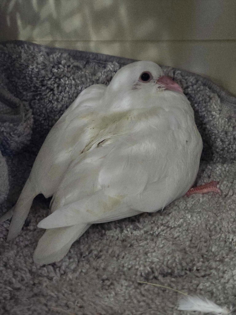 adoptable Bird in San Francisco, CA named Woodstock