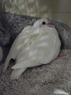 adoptable Bird in  named Woodstock