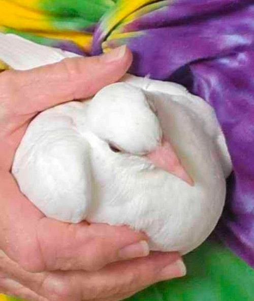Woodstock, a poultry for adoption from Palomacy Pigeon & Dove Adoptions